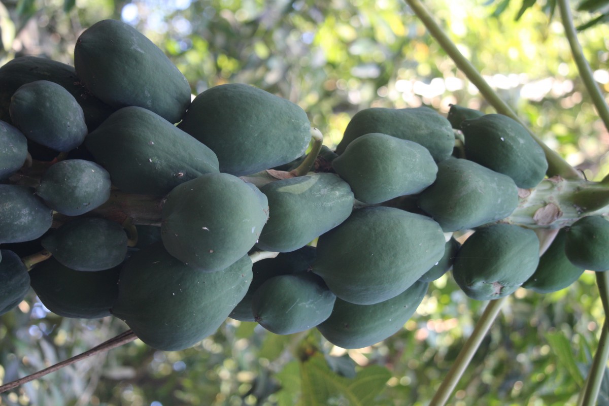 Carica papaya L.